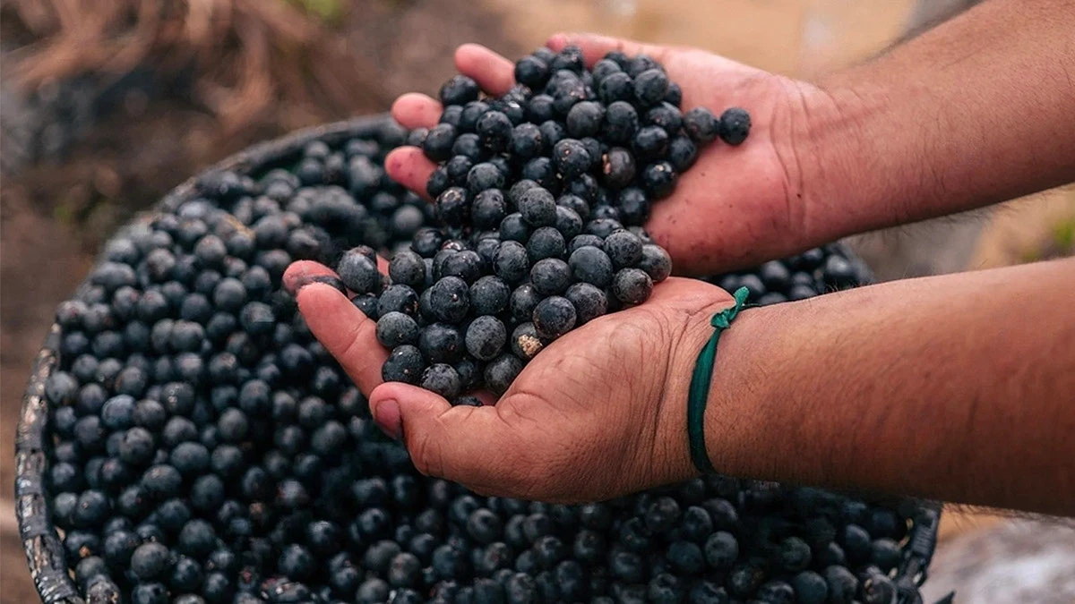 Açaí Anauê — Embalagem e Gestão de Marca — imagem 4